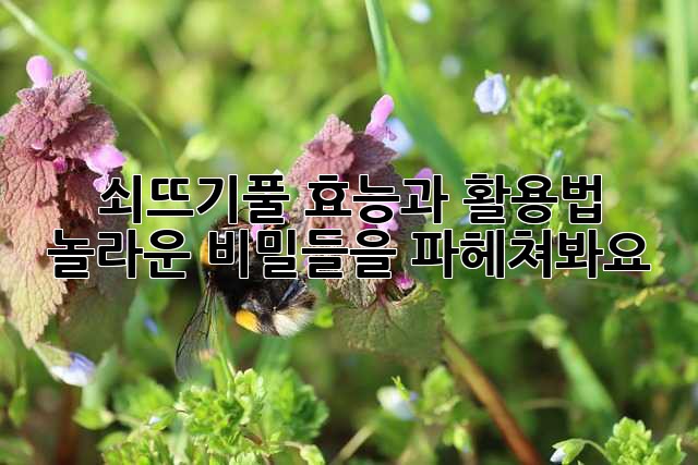 쇠뜨기풀 효능과 활용법: 놀라운 비밀들을 파헤쳐봐요!